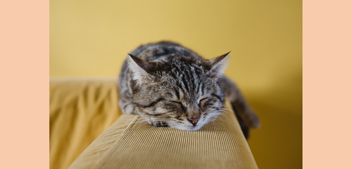CBD for Cats: Is it Worth It?